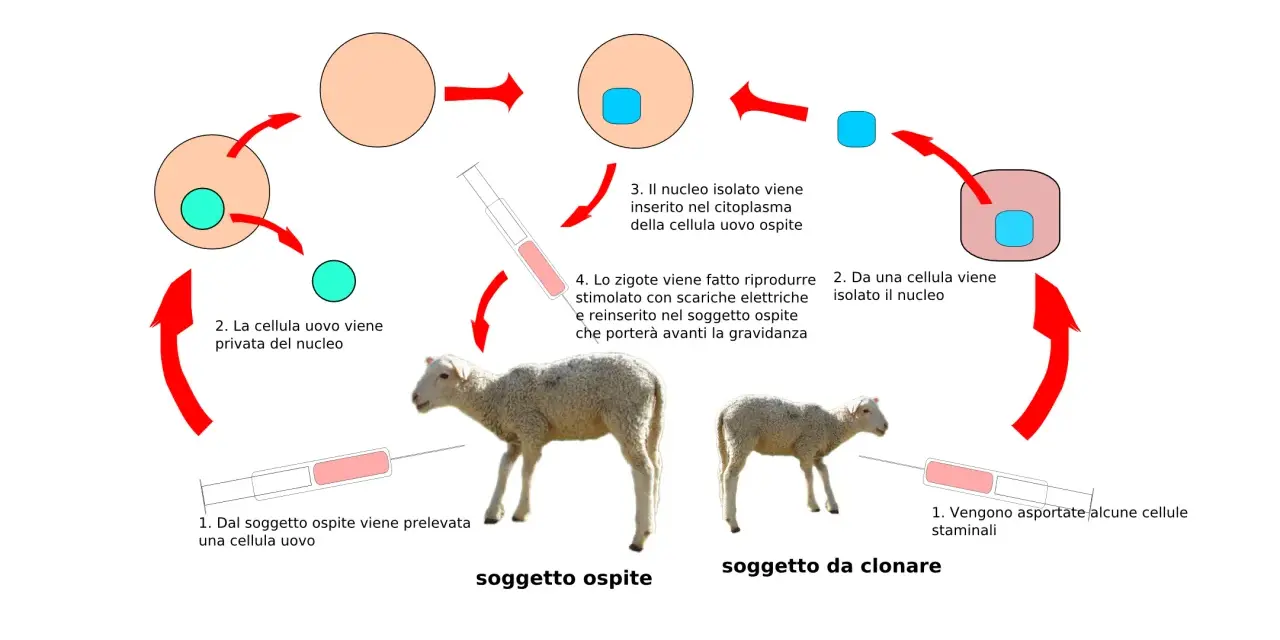 Schema della clonazione di una pecora, dimostrando che la clonazione umana esiste.