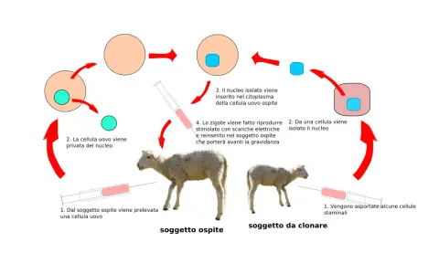 Schema della clonazione di una pecora, dimostrando che la clonazione umana esiste.