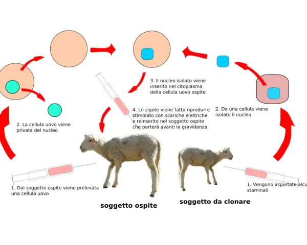 Schema della clonazione di una pecora, dimostrando che la clonazione umana esiste.