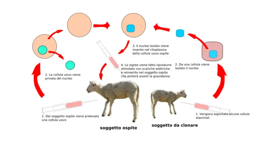 Schema della clonazione di una pecora, dimostrando che la clonazione umana esiste.