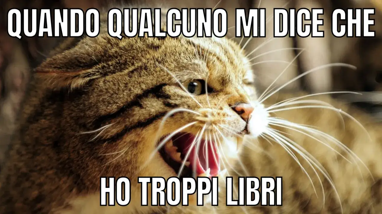 Gatto arrabbiato con testo: