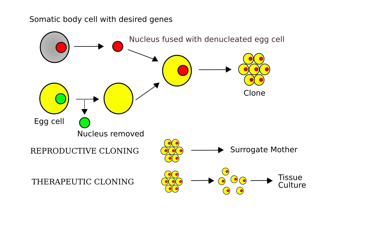 Schema illustra la clonazione umana: nucleo da cellula somatica fuso con ovulo denucleato, portando a cloni per riproduzione o tessuti per coltura. La clonazione umana esiste.